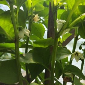 SnackPaprikaBluten 2026-06-20 11.13.
